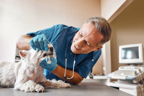 Best Cracked Tooth Emergency Dentist  in Springfield, CO